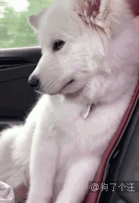 壁纸 动物 狗 狗狗 200_292 gif 动态图 动图