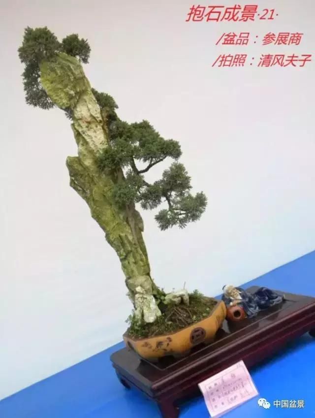 欣赏典雅新奇抱石盆景,学习抱石盆景制作技巧