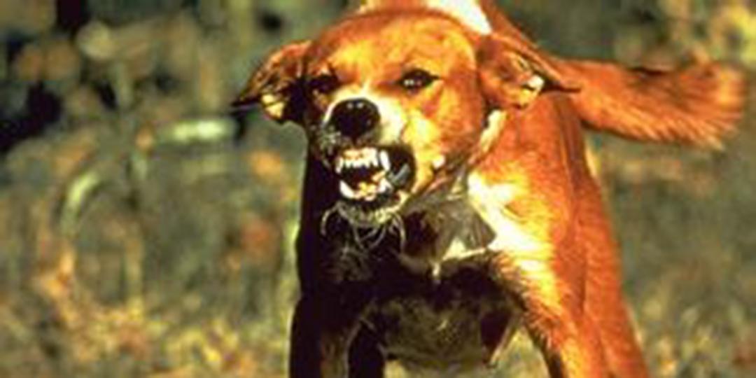 狂犬病的症状和传播方式-北京时间