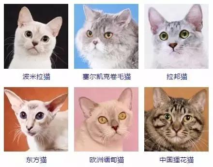 宠物猫的分类及主要品种