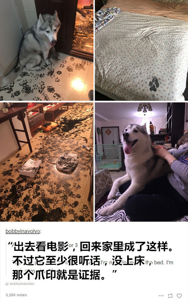 二哈真的是汪星界的耻辱:蠢到家了!