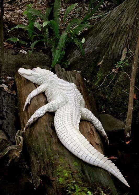 一只凶狠的鳄鱼由于白色显得恐怖,看上去更可怕
