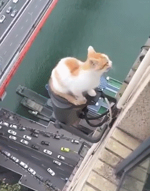 猫咪在30米高层楼外晒太阳,稳如泰山很自在,网友看的提心吊胆!