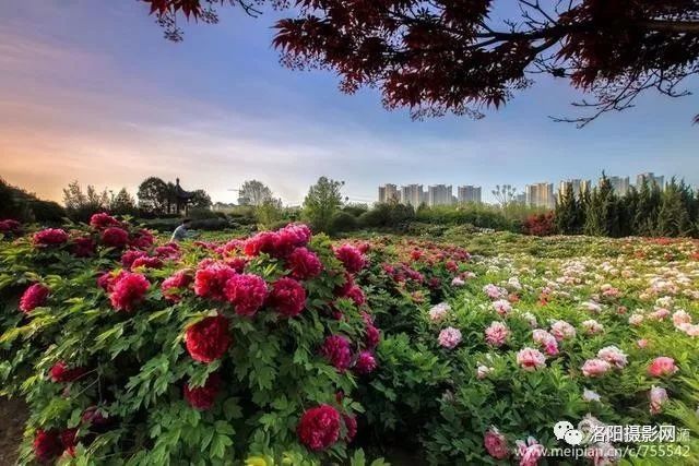 牡丹花开洛阳城,一城之人皆若狂,观赏4月国内最美景色