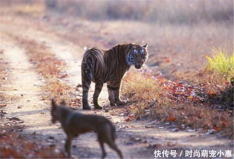 胡狼悄悄跟老虎身后,本想捡些残羹剩饭,下一秒落荒而