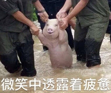 网红小猪被做成表情包 连国外网友也动手ps!