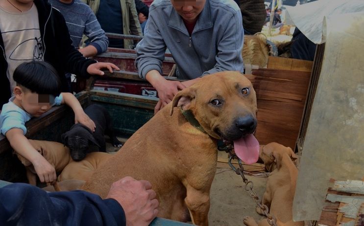 小镇狗市:铁血战士比特犬500元,萨摩耶800元,土狗10元