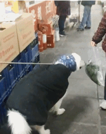 搞笑gif图:虽然在家里老婆最大,但既是怂也要怂的有尊严!