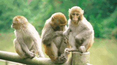 也叫醒了龙虎山的动植物们 当然,最活跃的肯定是可爱的小猴子们 它们