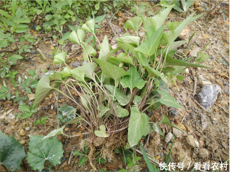 农田里的一种野草,农村人用它做菜,更用来治病,称它为