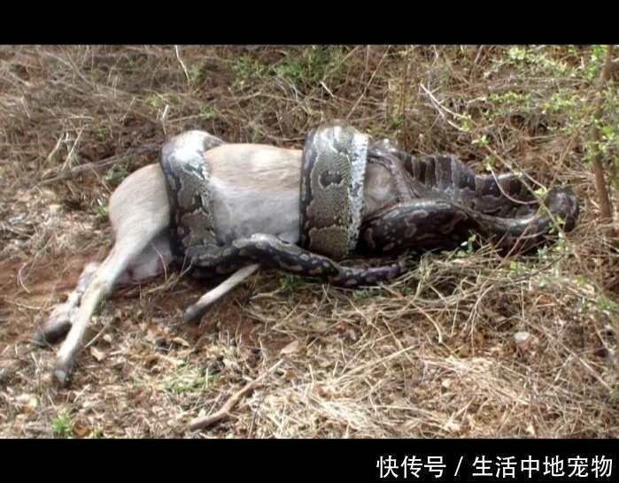 动物世界的残酷真相:弱肉强食,适者生存!