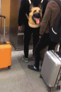 搞笑gif:本以为是个王者,但跪下的那一刻