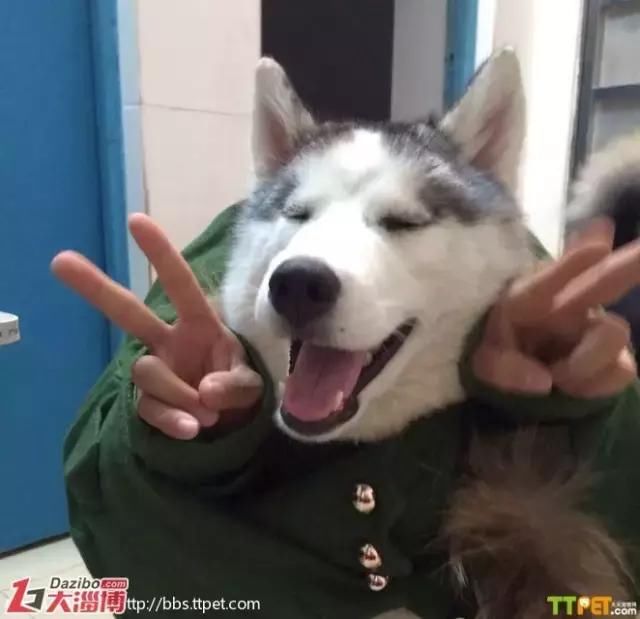 哈士奇逗比表情集锦