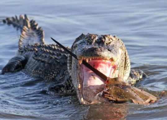 鳄鱼咬到一只鲎,却被鲎的尾刺卡在牙缝里痛苦表情引游客笑
