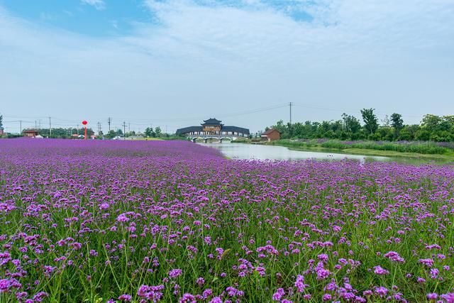 滁河岸边的紫色烂漫,浦口永宁河岸花海