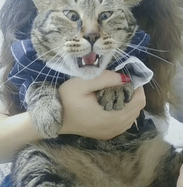 豹子脸的宠物狸花猫 铲屎官一巴掌一个表情包啊,这都能出了惊讶的表情