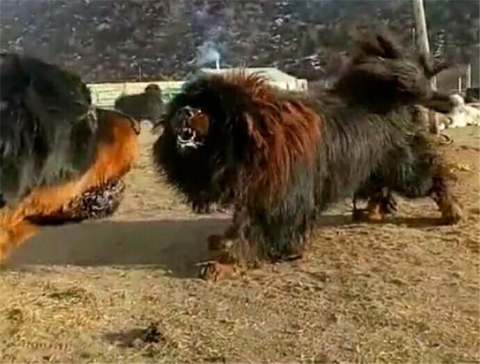 青海纯种藏獒vs罗威纳犬,世界一流猛犬的战斗欲望大比拼