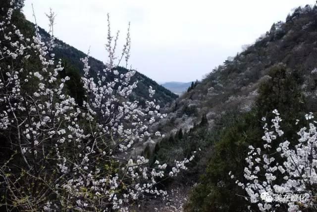 清明时节,乍暖还寒时,大地依然一片苍凉,走进遵化,漫山遍野的桃花