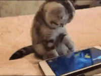 逗猫棒这种东西,为什么喵主子毫无抵抗力?[宠uu]