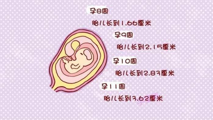 15厘米,胎儿头大于胎体,各部表现更清晰,头颅开始钙化,胎盘开始发育.