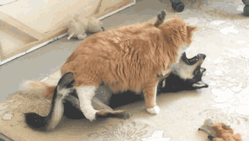 搞笑gif动图那么问题来了,卡bug算作弊吗