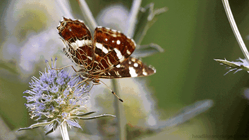 这些搞笑又魔性的大自然动图,能治愈你的心灵|科学美