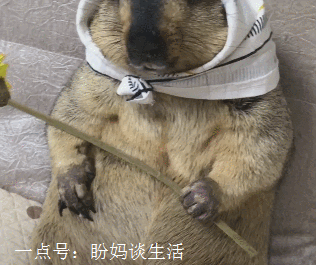 突然发现我家狗狗有跳舞的天分