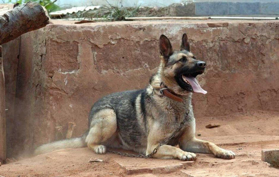 军犬之王:它比德牧还要出色,中国军队不可动摇的神话