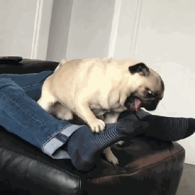 苏格兰有只叫做enkei的巴哥犬正瞪大双眼,气噗噗的表情展露无疑.