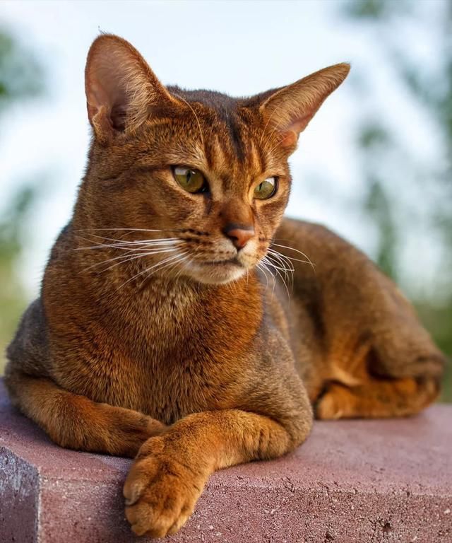 它妩媚漂亮爱撒娇,是最像猫咪祖先的品种