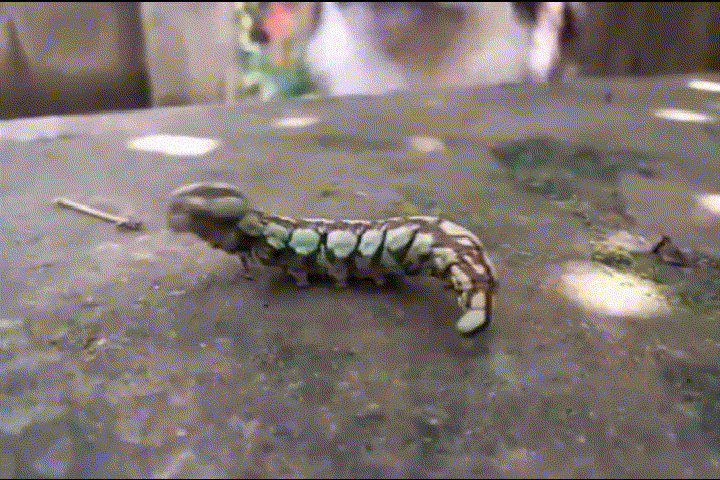 主人抓了一只虫子给阿拉斯加看,结果这货一口将其吃掉