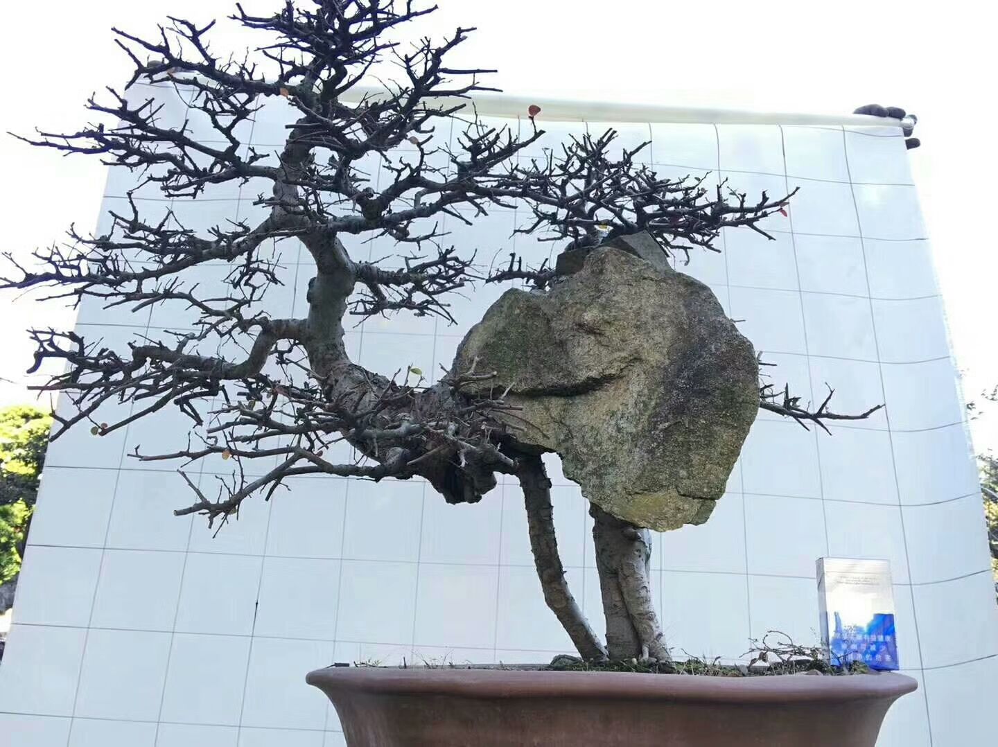 抱石盆景很美,像个仙鹤独立,价高,还是从下山桩中塑形
