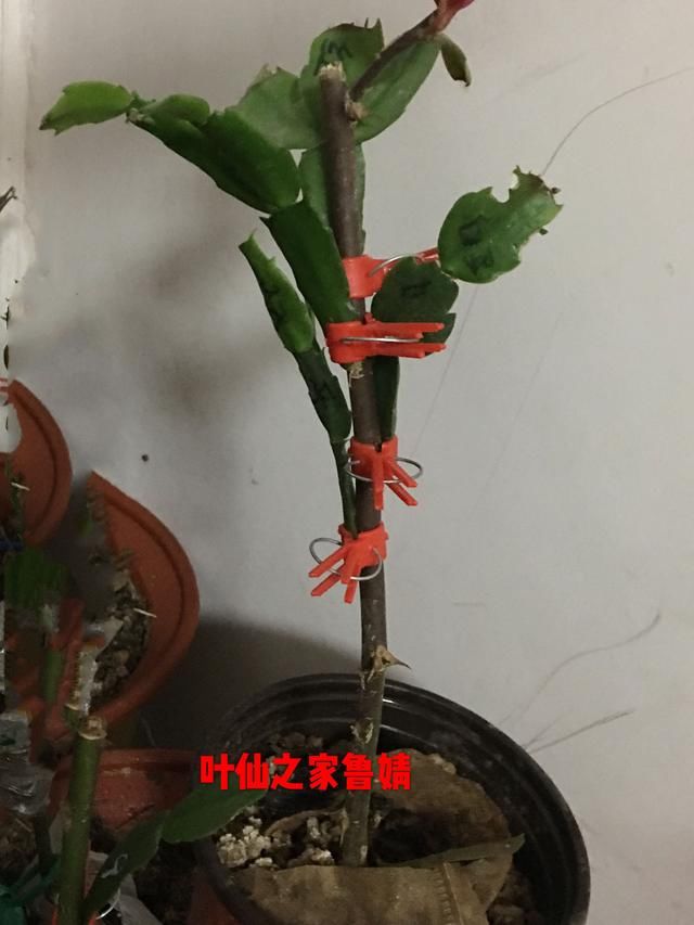 用叶仙嫁接什么形状的蟹爪兰好看
