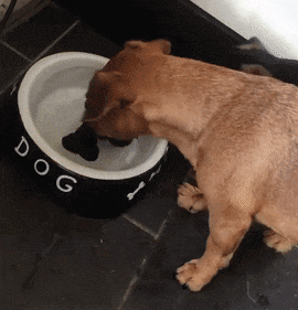 爆笑gif:不要去挑战女汉子的权威