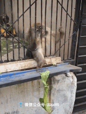 搞笑gif动图:好可爱的小鱼,它怎么能这么可爱