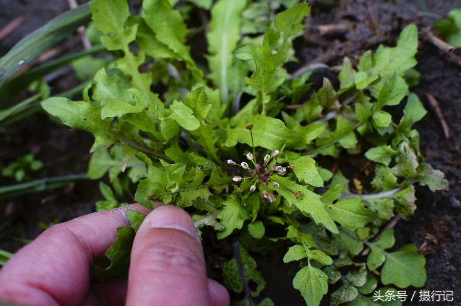 地方上叫香荠,北方也叫白花菜,黑心菜,瑶家叫"禾杆菜,河南,湖北等