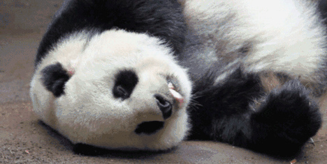 搞笑gif图:让你们见识下chinese kung fu!