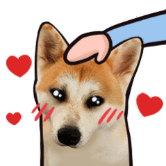 秋田犬是傻白甜?