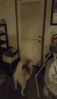 二哈守株待兔等主人回家,热情拥抱后惨遭如此对待