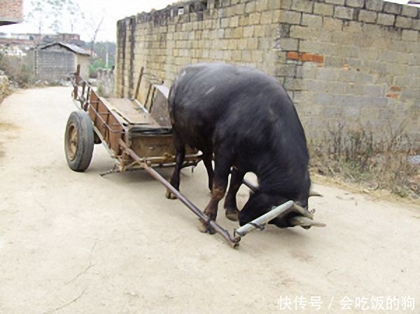 大水牛吃过早饭来拉车,发现主人不在,于是自己套上车辕去干活