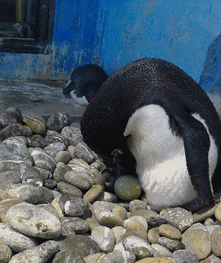 奔走相告第一只南极企鹅在津诞生快约极地海洋馆看宝宝尊容去