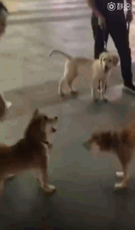 两只狗子在脚落地的那一刹那突然都怂了,心虚的相互对视了一眼,然后都