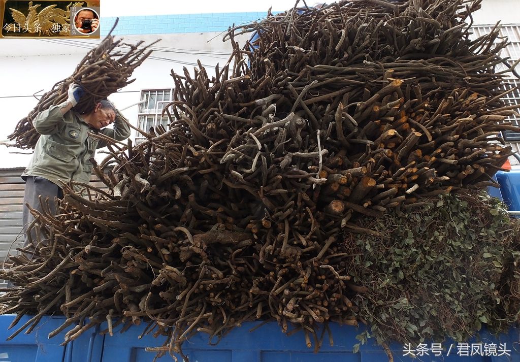 湖北宜昌:中草药店收购红藤,1.4元一公斤!农民装车像背柴禾!