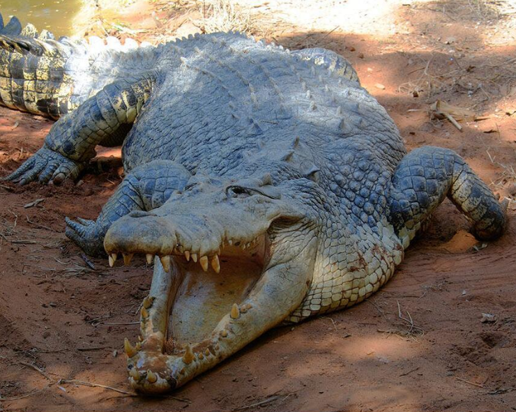 世界上最凶残的鳄鱼——湾鳄,曾经吞食近千人,一战成名!