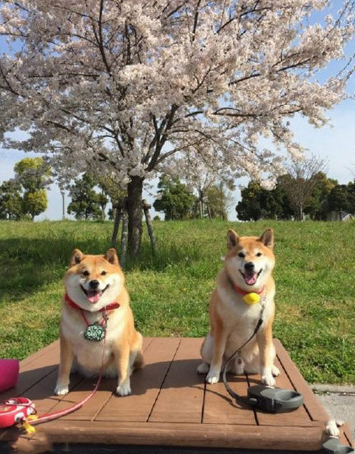 养只柴犬吧!每天静静地看着它都能笑出声来