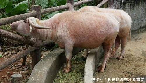 女人梦见葬礼场面,梦境背后的深层含义与心理解析 女人梦见葬礼场面,梦境背后的深层含义与心理解析