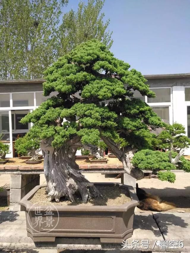 梁玉庆作品《依然》 (侧柏,树高93cm) 荣获2015国际盆景大会暨亚太