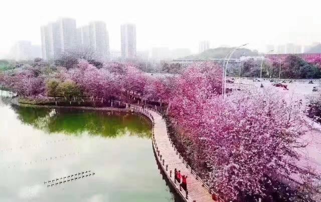 震撼!柳州今年最强紫荆花vr地图出世,分分钟看跪了!