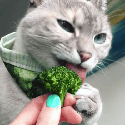 喵星人gif图 : 这位推主,总是把他家的猫拍的非常鬼畜