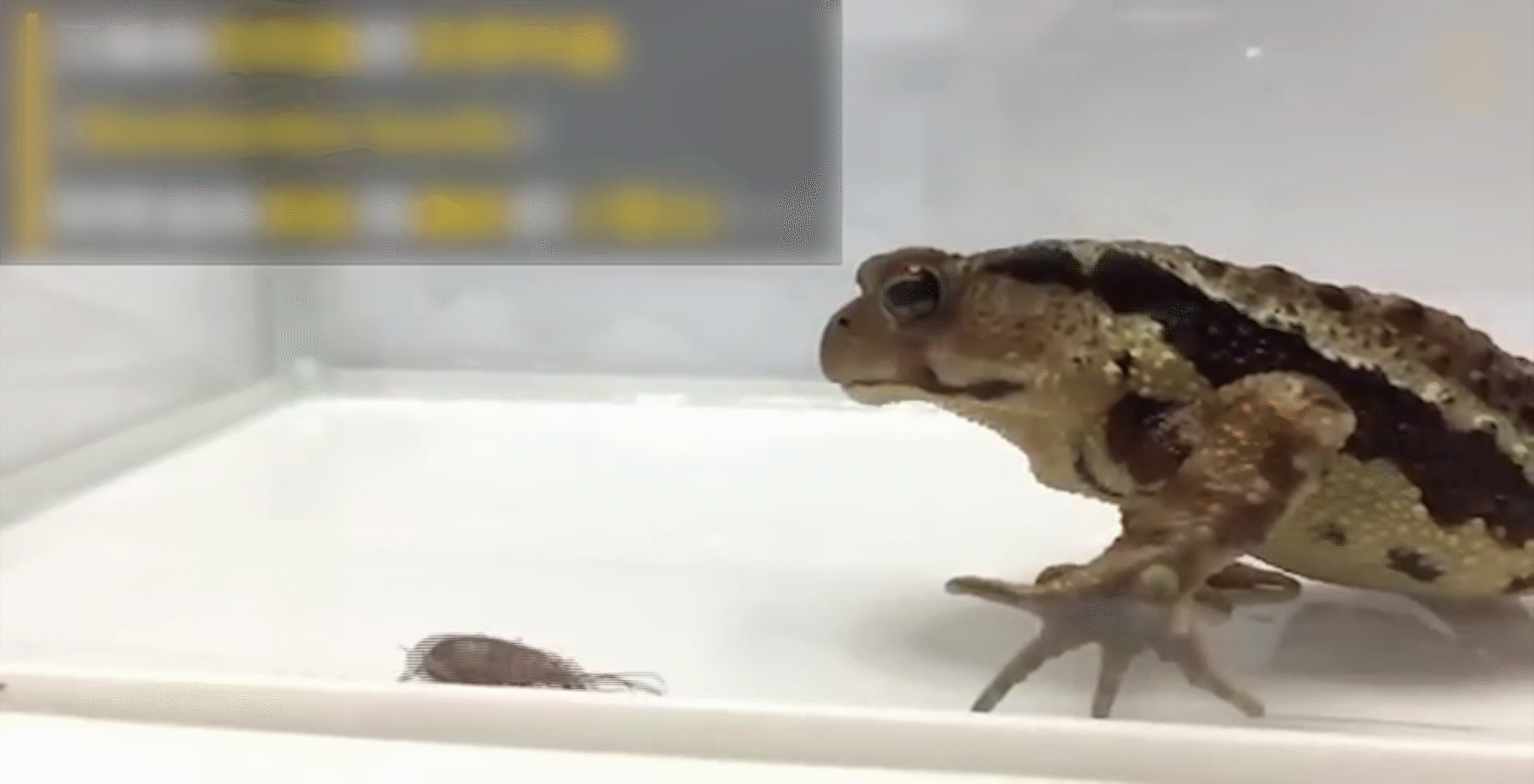 悲剧!蛤蟆生吞放屁虫 被